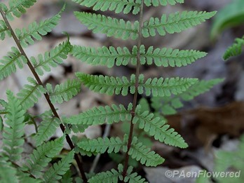 Frond